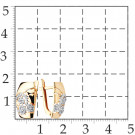 Серьги классические из золота с фианитом